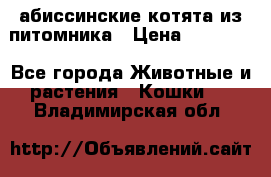 абиссинские котята из питомника › Цена ­ 15 000 - Все города Животные и растения » Кошки   . Владимирская обл.